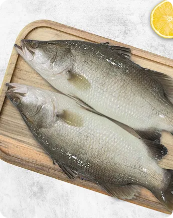 Seabass / Kalanji
